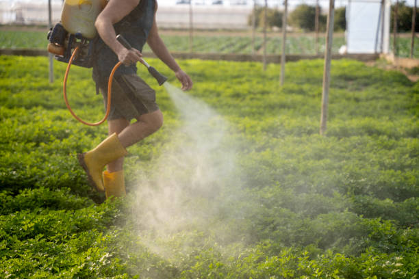 Best Best Pest Control Companies  in Collins, MS