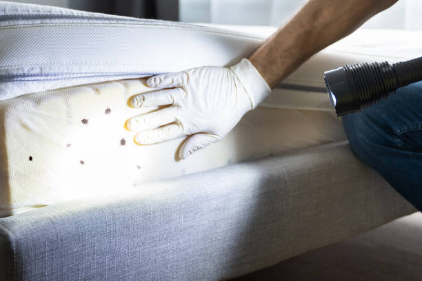 Best Pest Removal Services  in Collins, MS