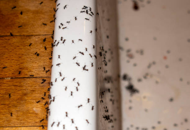 Best Mosquito Control Services  in Collins, MS